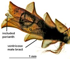 Attēlu rezultāti vaicājumam “Jungermannia subulata”