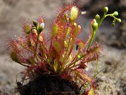 Attēlu rezultāti vaicājumam “Drosera intermedia”
