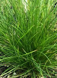 Attēlu rezultāti vaicājumam “Carex scandinavica”