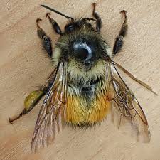 Attēlu rezultāti vaicājumam “Bombus”