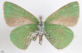 Attēlu rezultāti vaicājumam “Lepidoptera”