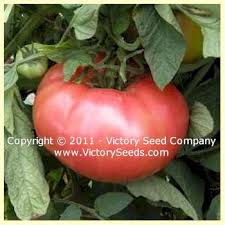 Afbeeldingsresultaat voor brandywine sudduth tomato