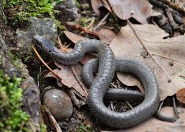 Attēlu rezultāti vaicājumam “Coronella austriaca”