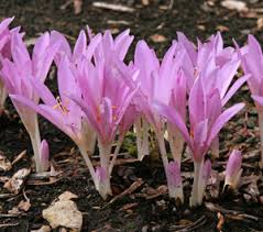 Attēlu rezultāti vaicājumam “Colchicum autumnale”