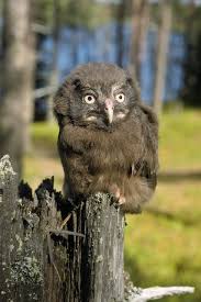 Attēlu rezultāti vaicājumam “Aegolius funereus adult”