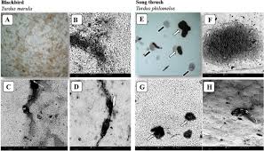 Attēlu rezultāti vaicājumam “Turdus merula eggs”