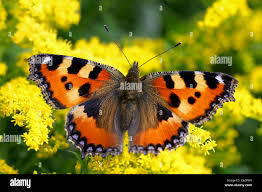 Attēlu rezultāti vaicājumam “Aglais urticae”