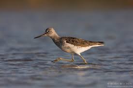 Attēlu rezultāti vaicājumam “Tringa stagnatilis adult”