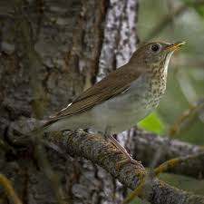 Image result for Catharus fuscescens