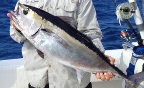 Image result for Thunnus atlanticus