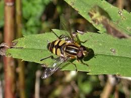 Attēlu rezultāti vaicājumam “Helophilus sp.”