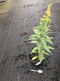 Attēlu rezultāti vaicājumam “Solidago canadensis”