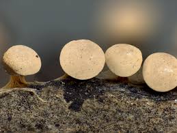 Attēlu rezultāti vaicājumam “Diderma montanum macro”