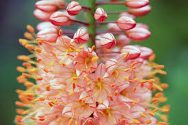 Image result for Steppenkerze