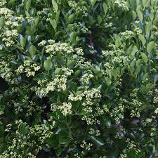 Attēlu rezultāti vaicājumam “Euonymus flower”
