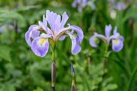 Attēlu rezultāti vaicājumam “Iris sibirica flower”