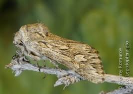 Attēlu rezultāti vaicājumam “Epirranthis diversata upperside”