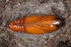 Attēlu rezultāti vaicājumam “Cucullia lucifuga larva”