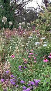 Attēlu rezultāti vaicājumam “Calamagrostis purpurea flower”