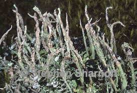 Attēlu rezultāti vaicājumam “Cladonia ochrochlora”