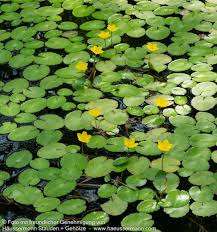 Image result for Seekanne