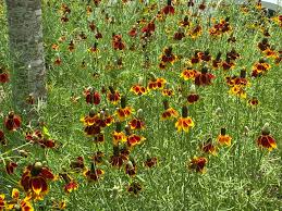 Image result for Ratibida columnifera