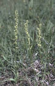Attēlu rezultāti vaicājumam “Herminium monorchis flower”