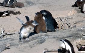 Image result for Spheniscus demersus