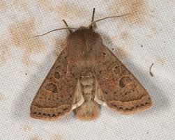 Attēlu rezultāti vaicājumam “Orthosia gracilis”