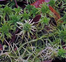 Attēlu rezultāti vaicājumam “Sphagnum fimbriatum”