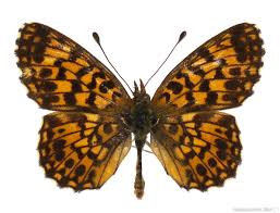 Attēlu rezultāti vaicājumam “Boloria dia”