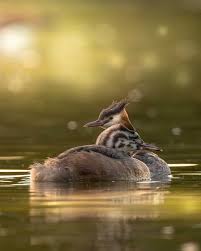 Attēlu rezultāti vaicājumam “Podiceps cristatus juvenile”