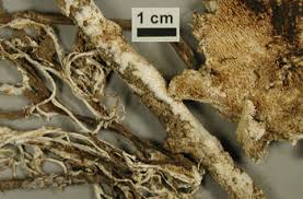 Attēlu rezultāti vaicājumam “Steccherinum fimbriatum”