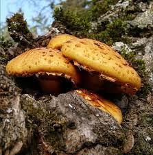 Attēlu rezultāti vaicājumam “Pholiota heteroclita”