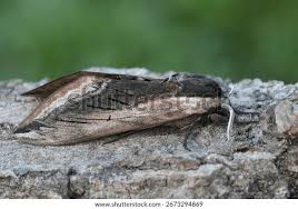 Attēlu rezultāti vaicājumam “Sphinx ligustri”