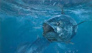 Image result for Thunnus maccoyii