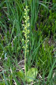 Attēlu rezultāti vaicājumam “Listera ovata flower”