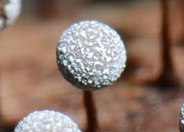 Attēlu rezultāti vaicājumam “Physarum murinum spores”