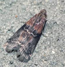 Attēlu rezultāti vaicājumam “Sciota adelphella”