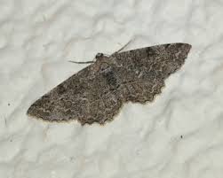 Attēlu rezultāti vaicājumam “Alcis repandata”