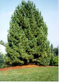 Image result for Pinus cembra