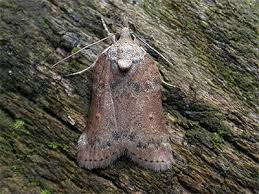 Attēlu rezultāti vaicājumam “Nycteola sp.”