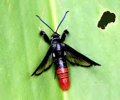 Attēlu rezultāti vaicājumam “Sesiidae”