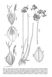 Attēlu rezultāti vaicājumam “Schoenoplectus lacustris subsp. lacustris”