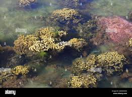 Attēlu rezultāti vaicājumam “Cladophora glomerata”