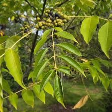 Attēlu rezultāti vaicājumam “Phellodendron amurense flower”