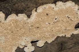 Attēlu rezultāti vaicājumam “Diderma ochraceum sessile”