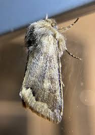 Attēlu rezultāti vaicājumam “Orthosia sp. larva”