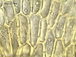 Attēlu rezultāti vaicājumam “Palustriella decipiens”