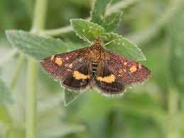 Attēlu rezultāti vaicājumam “Pyrausta aurata”